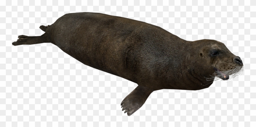 Image Bearded Seal Png Zt2 Download Library - Wiki Clipart