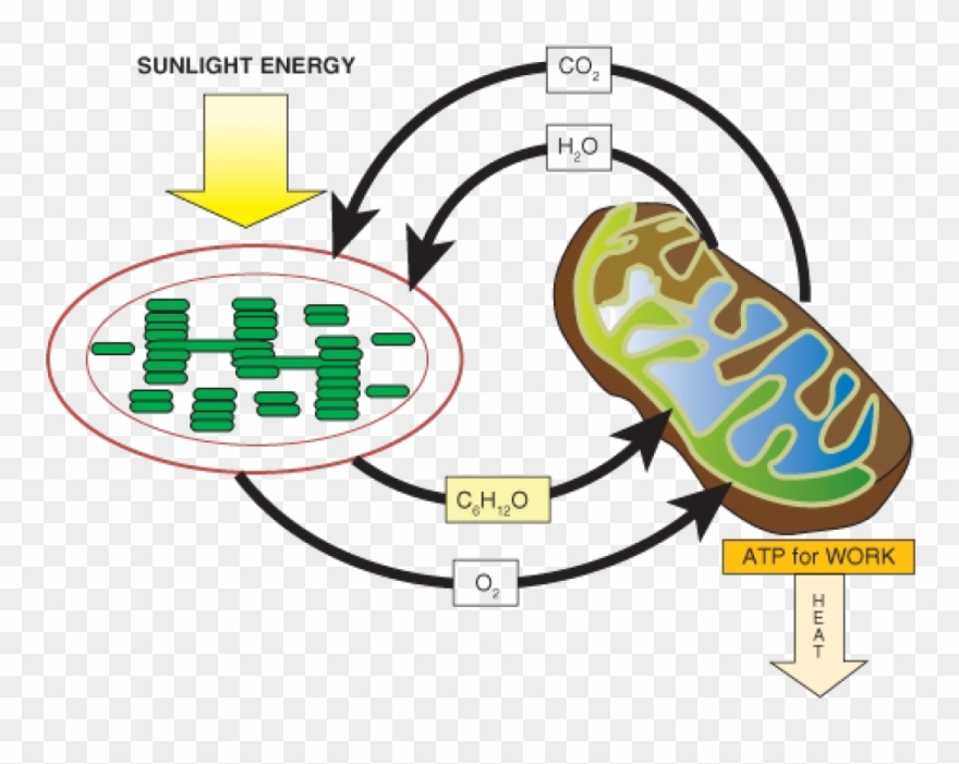 Algae Beads Bio Rad Clipart