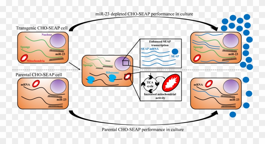 The Unique Part Of The Mitochondrion Is That, Unlike - Mitochondrion Clipart
