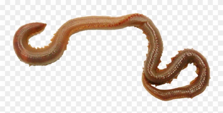 Earthworm Png Image With - Transparent Worm Clipart