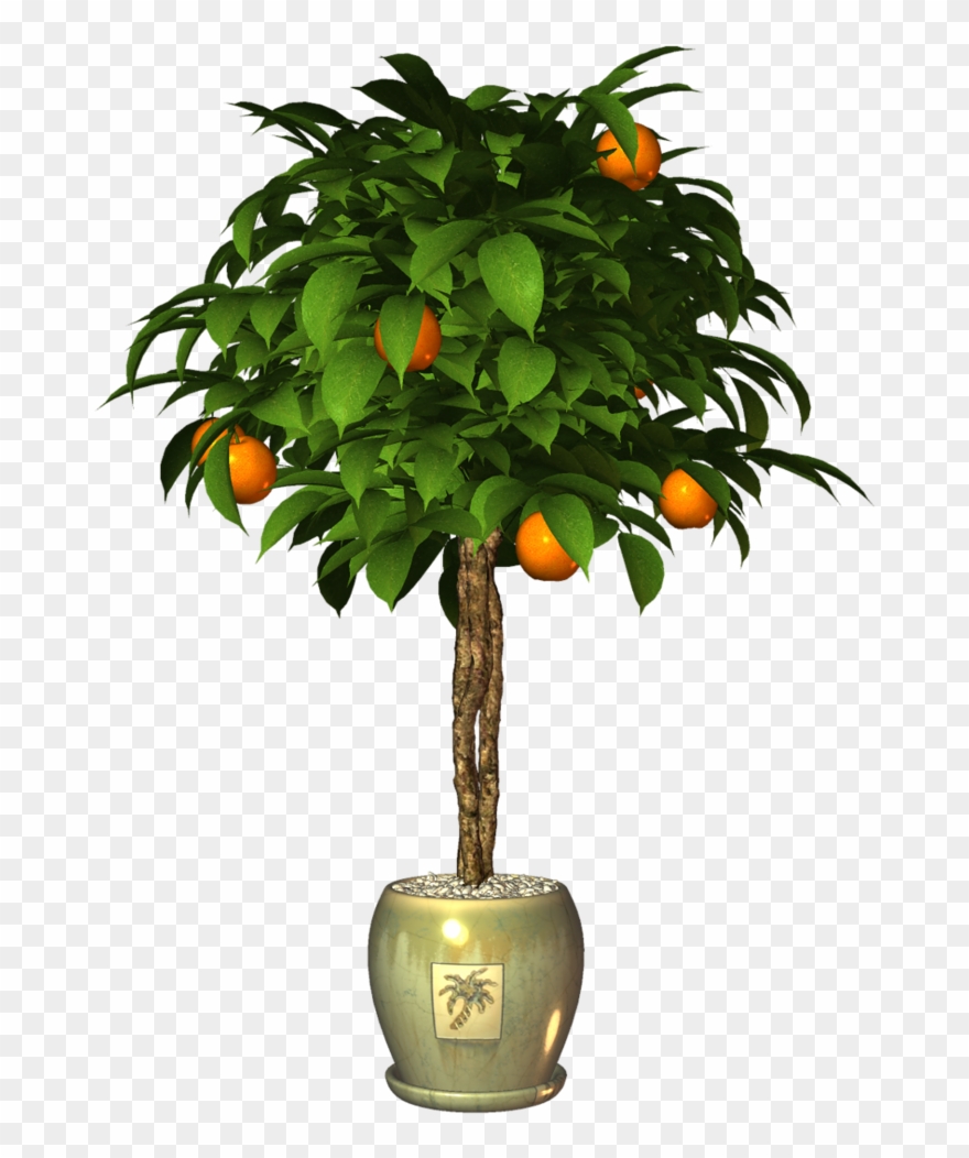 Album - Tangerine Clipart