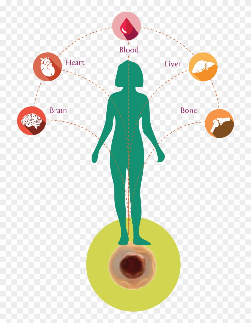 Our Body's Stem Cells Which Are Similar To A Seed Of - Cell Clipart