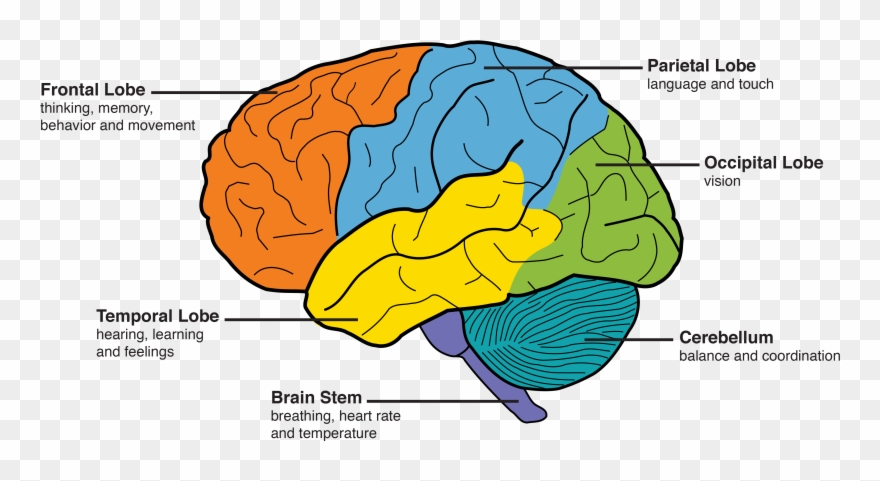 Behavior Personality Changes Memory - Part Of Brain Clipart
