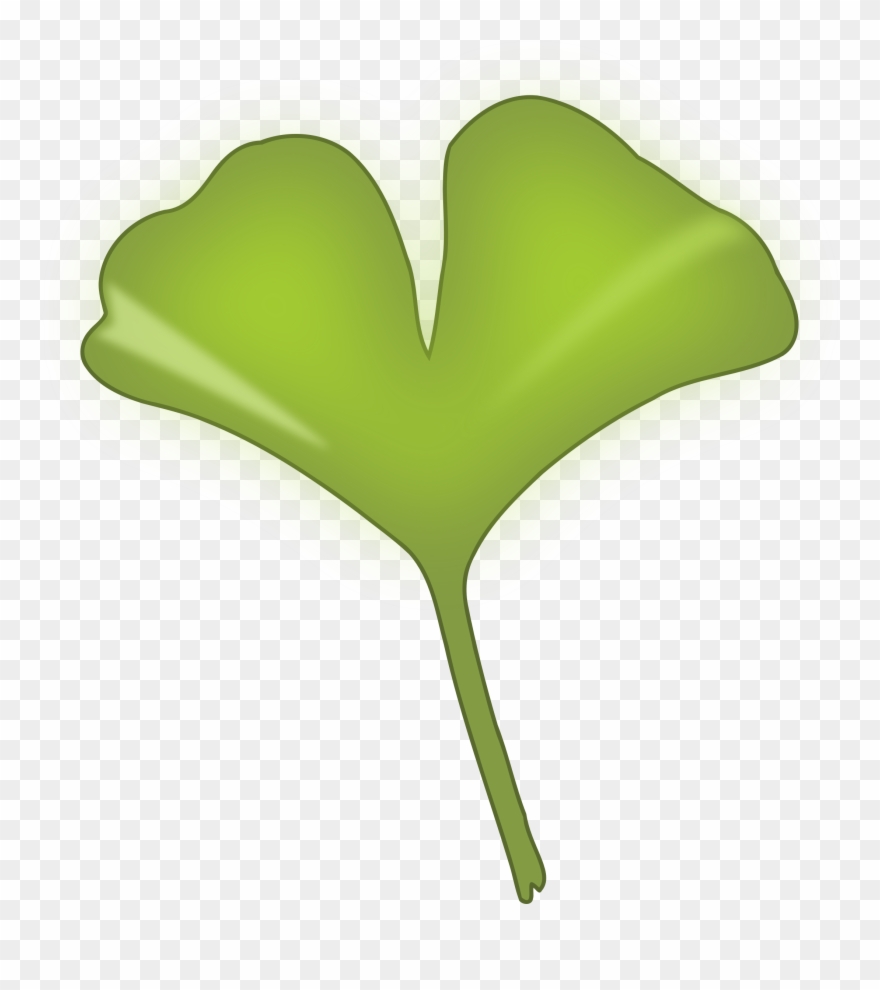 Ancient And Medieval Medicine - Ginkgo Clipart - Png Download