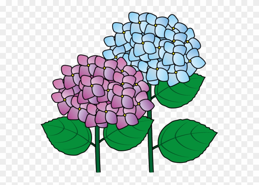 Hydrangea Clip Art Clipart - Hydrangea - Png Download
