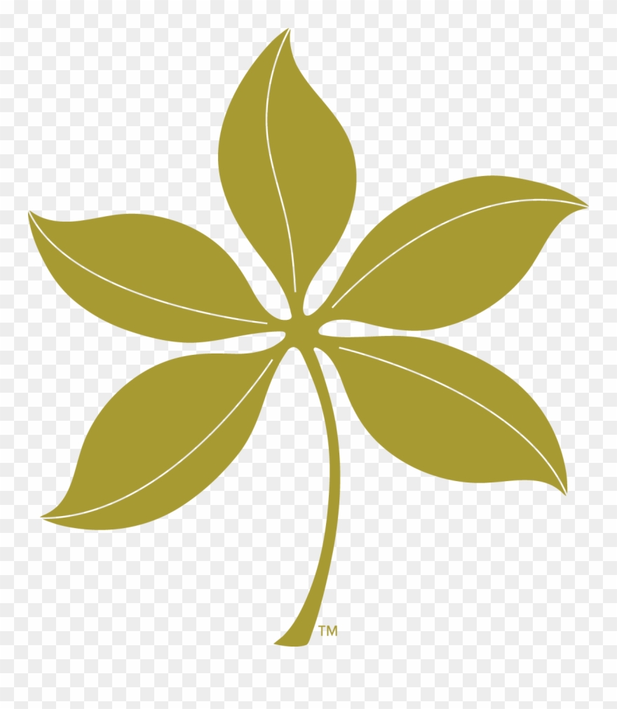 Summer - Buckeye Clipart - Png Download