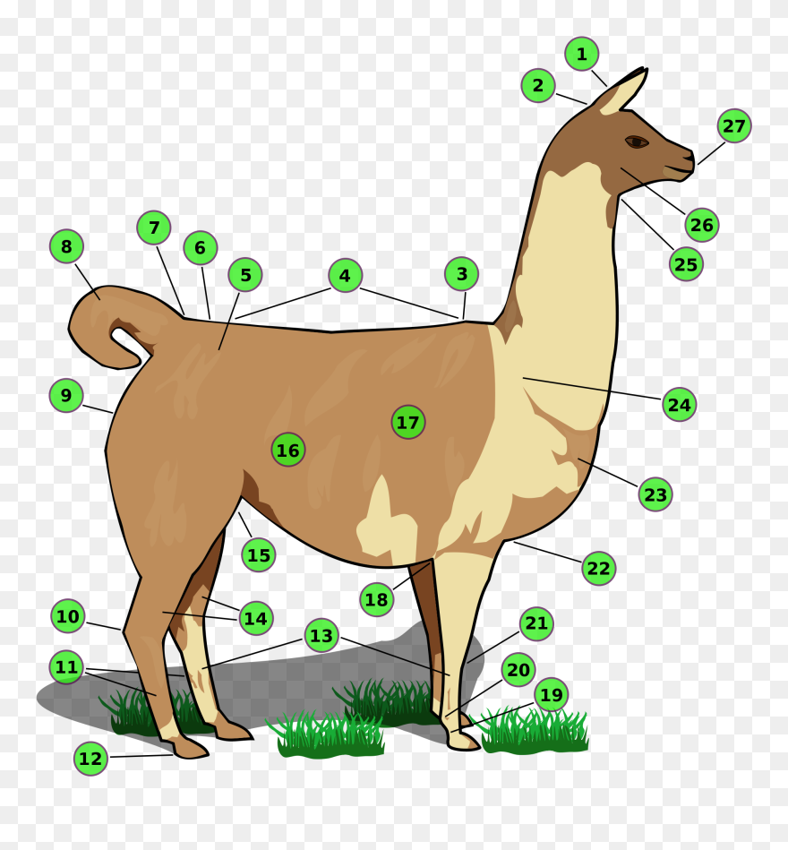 Names Of Llama Body Parts - Partes De La Llama Animal Clipart