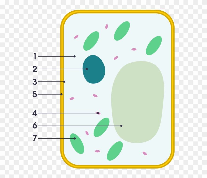 Simple Diagram Of Plant Cell - Plant Cell Vs Animal Cell Simple Clipart
