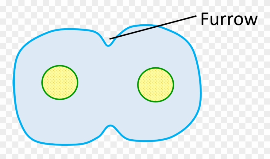 Furrow In Animal Cell - Circle Clipart