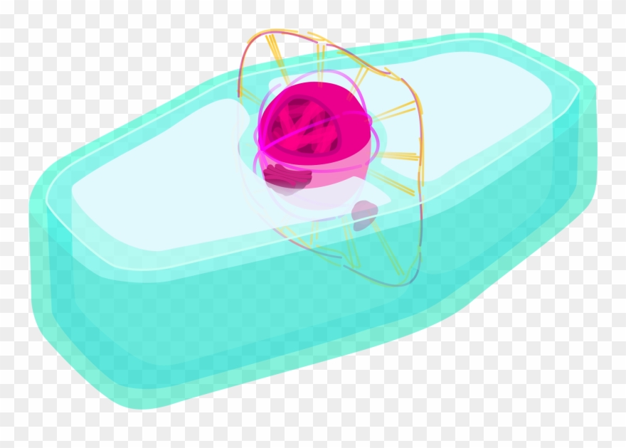 Plant Cell Prophase - Plant Cell Clipart
