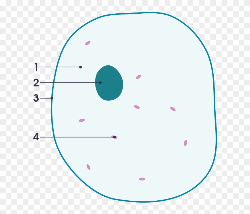 File Simple Diagram Of Animal Cell Numbers Svg Simple - Simple Blank Animal Cell Diagram Clipart