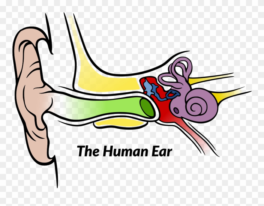 Auditory Processing Presentation - Anatomy Of The Human Ear Clipart