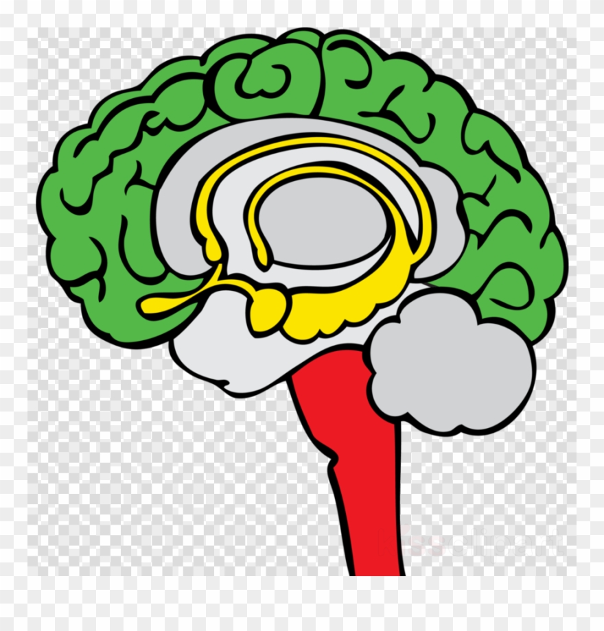 Transparent Limbic System Clipart Brain Limbic System - Limbic System Png