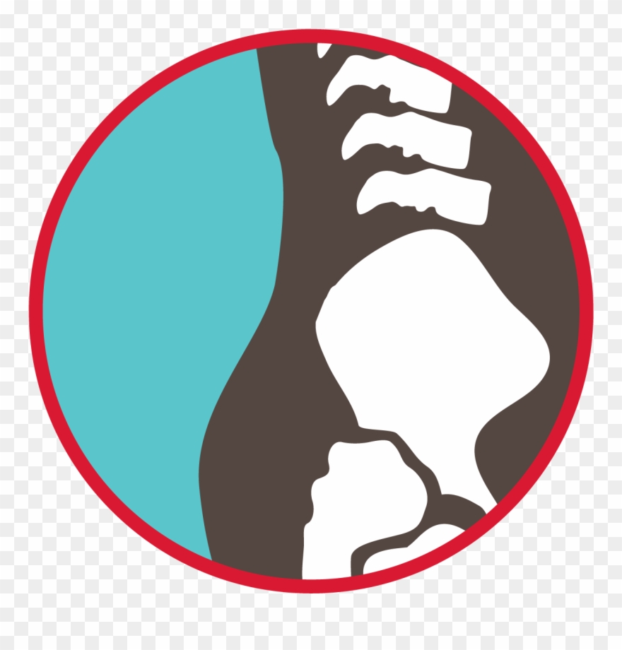 Bones Of The Hip Graphic - Hip Clipart