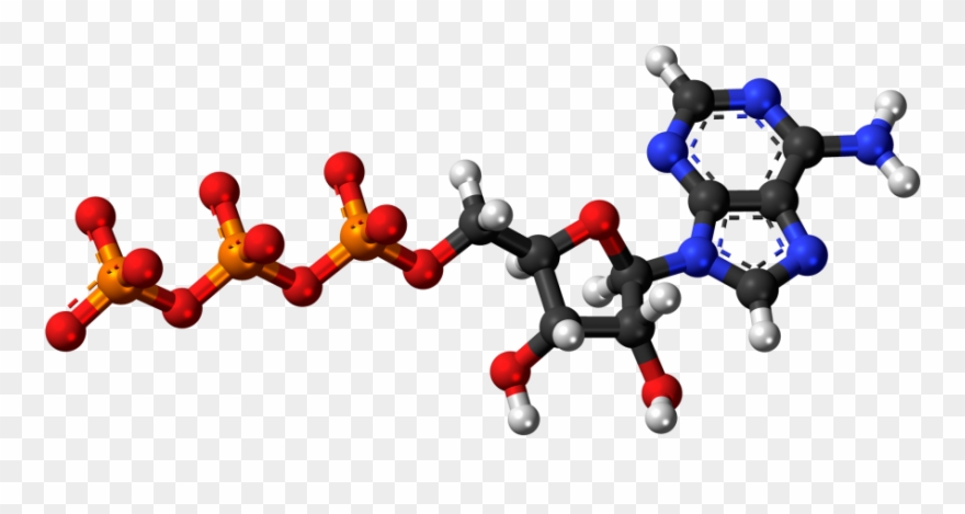 Adenosine Triphosphate Analysis Service - Adenosine Triphosphate 3d Model Clipart