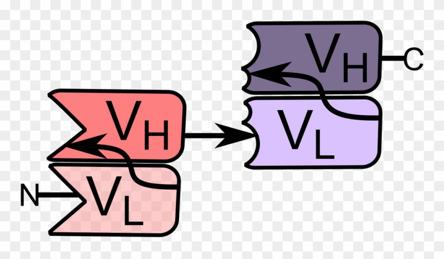 Bispecific T Cell Engager Structure Clipart