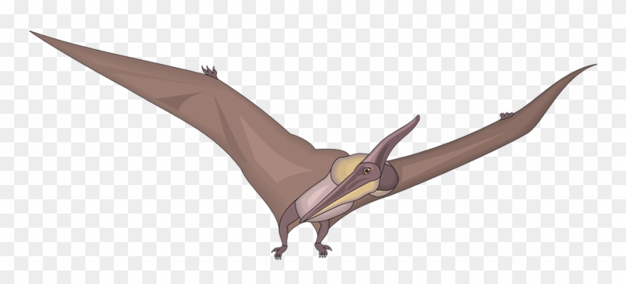 Pteranodon Clipart - Png Download