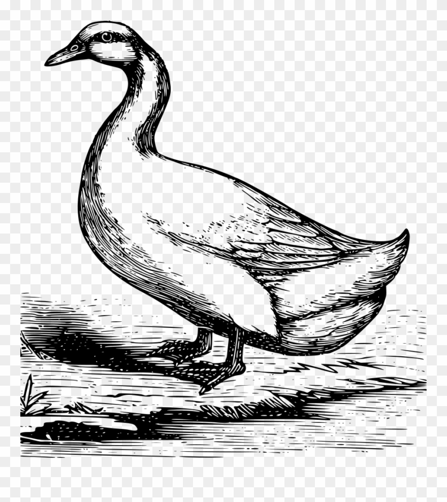 Pekin Duck - Lapiz Dibujo De Gansos Clipart