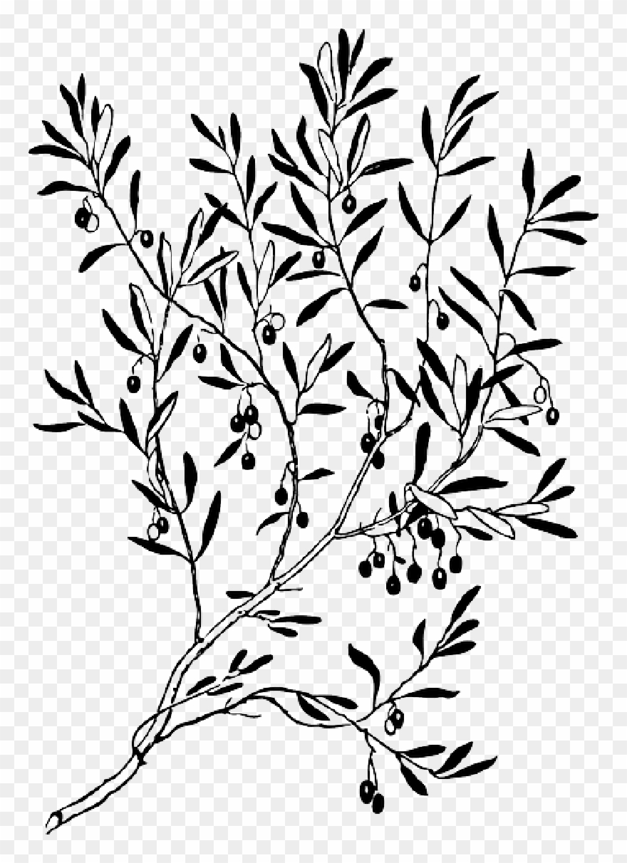 Sketch Silhouette - Olive Branch Clipart
