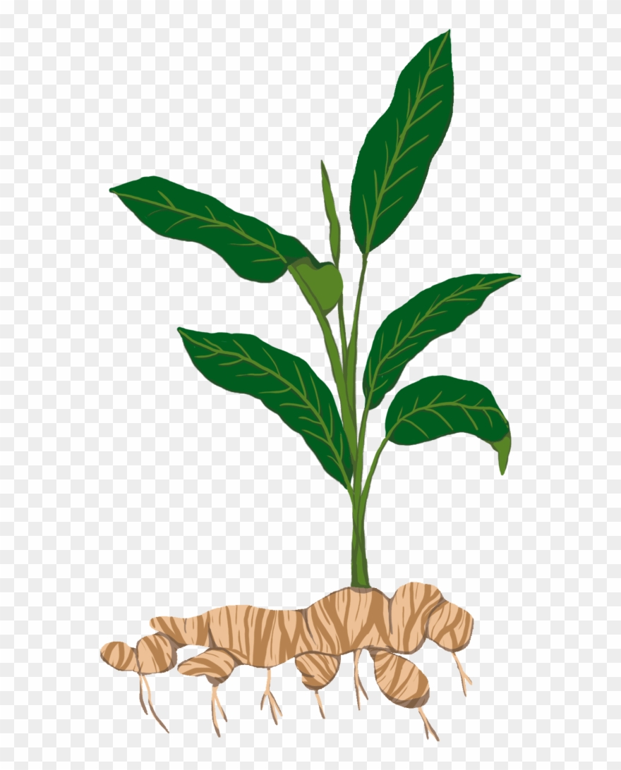 Tubers T - Ginger Plant Png Clipart