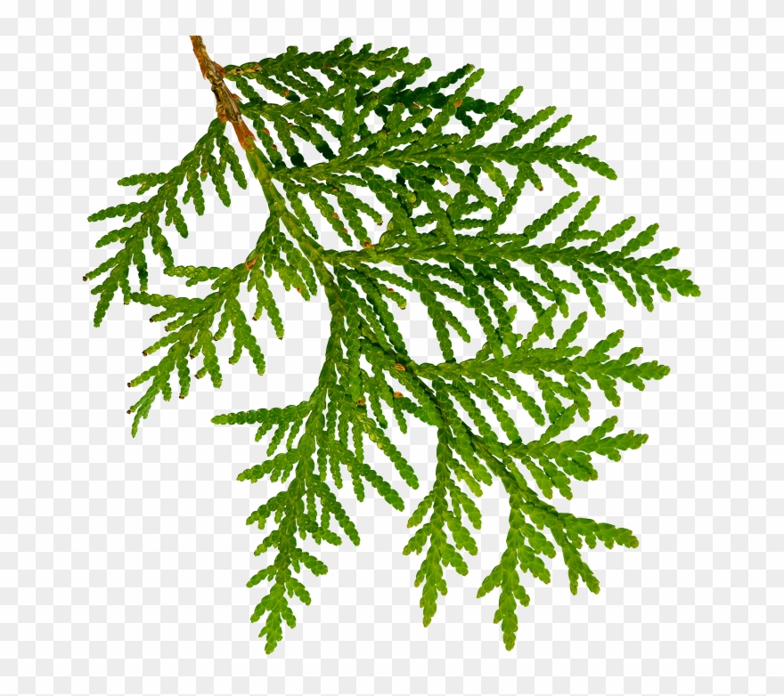 Cedar Clipart