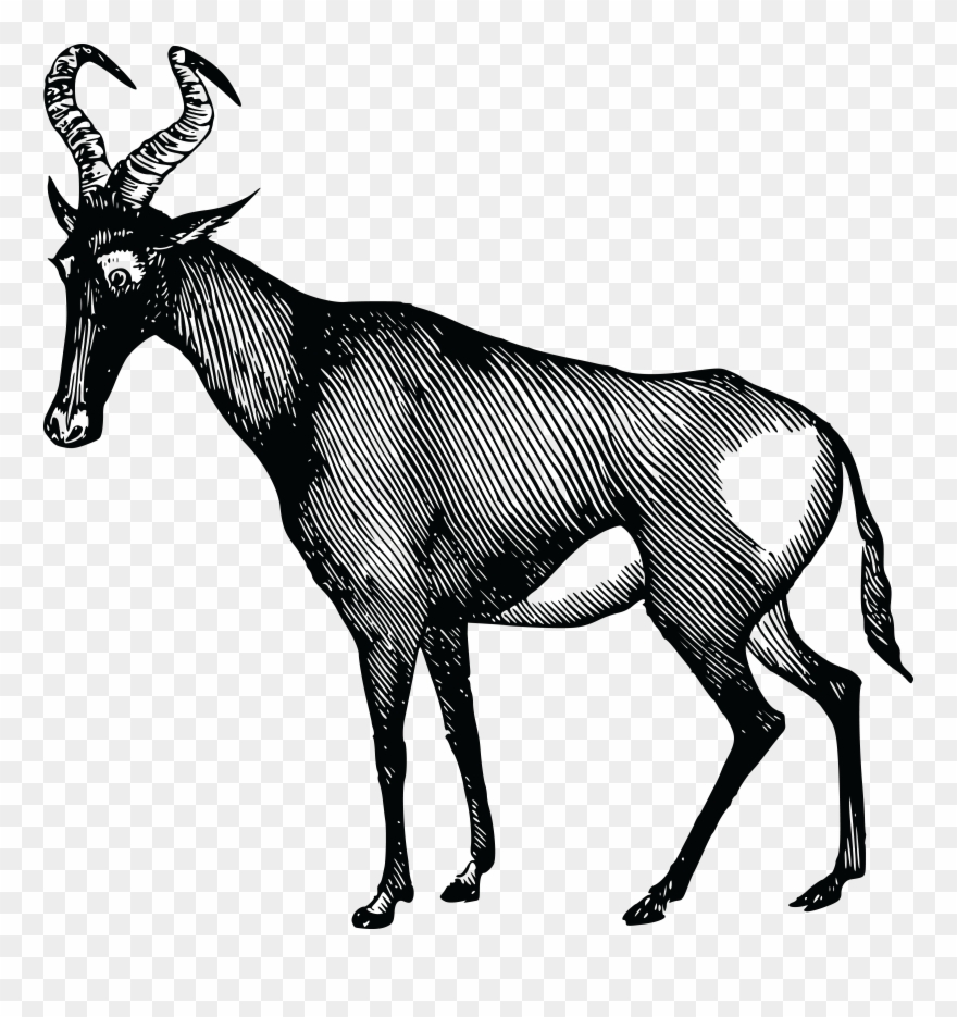 Free Clipart Of A Gazelle - Antelope - Png Download