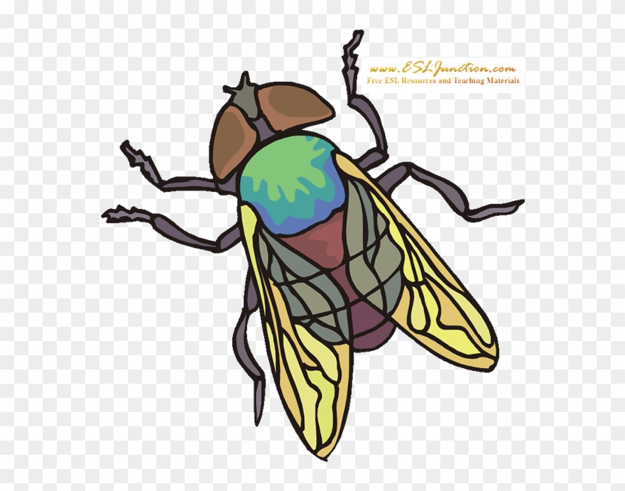 Bugs And Insects Esl Junction Fly - Net-winged Insects Clipart