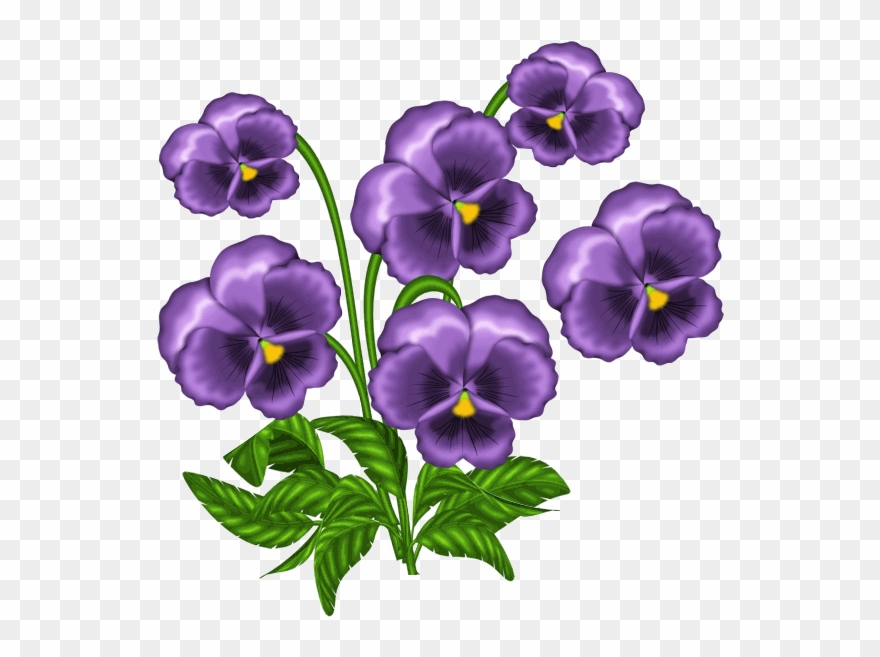 African Violets Clipart - Png Download