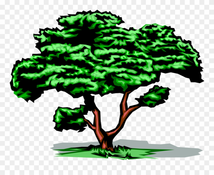 Vector Illustration Of Mature Deciduous Tree With Green - Clip Art Tree Gif - Png Download