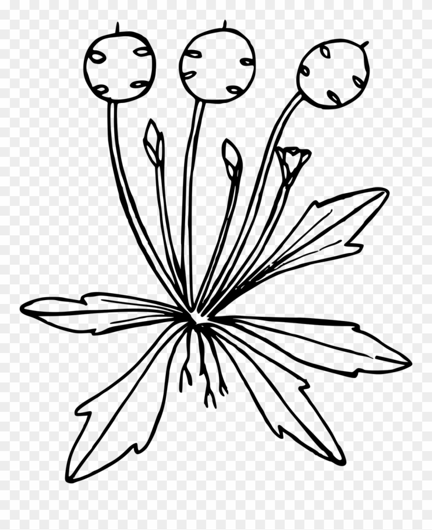 Wildflowers Drawing Stencils - Drawing Clipart