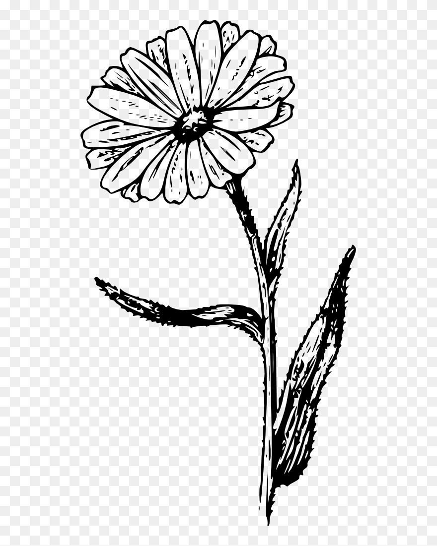 How To Set Use Calendula Svg Vector Clipart