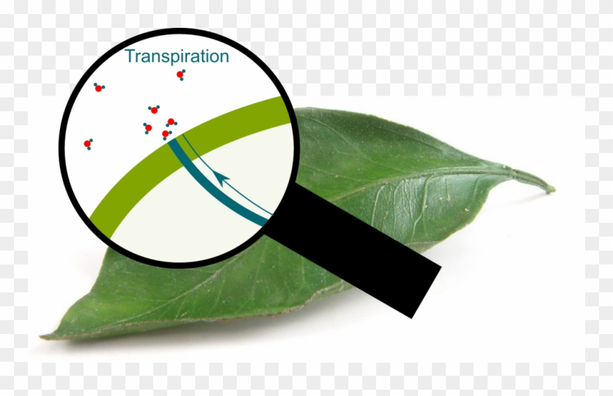 Transpiration Through Pores - Circle Clipart
