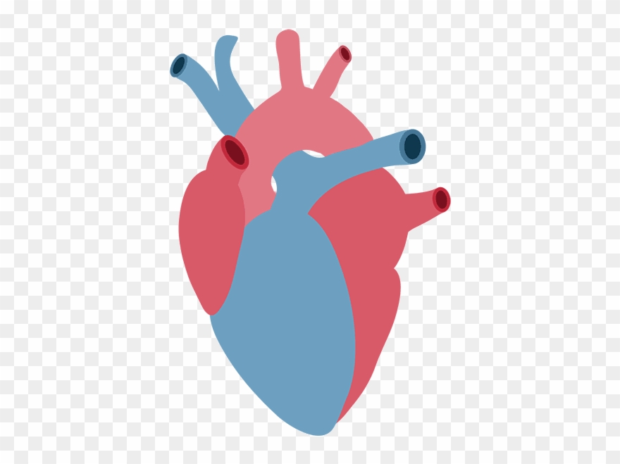An Actual 'queen Of Hearts' Anatomical Heart, Cardiology, - Heart Clipart