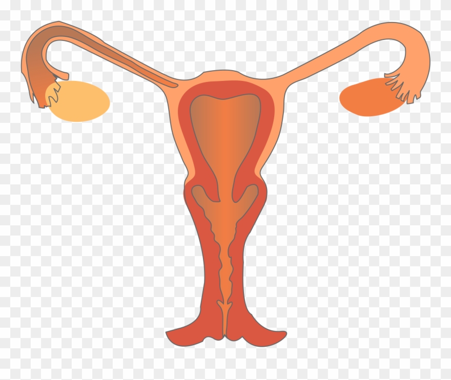 Open - Female Reproductive System Png Clipart