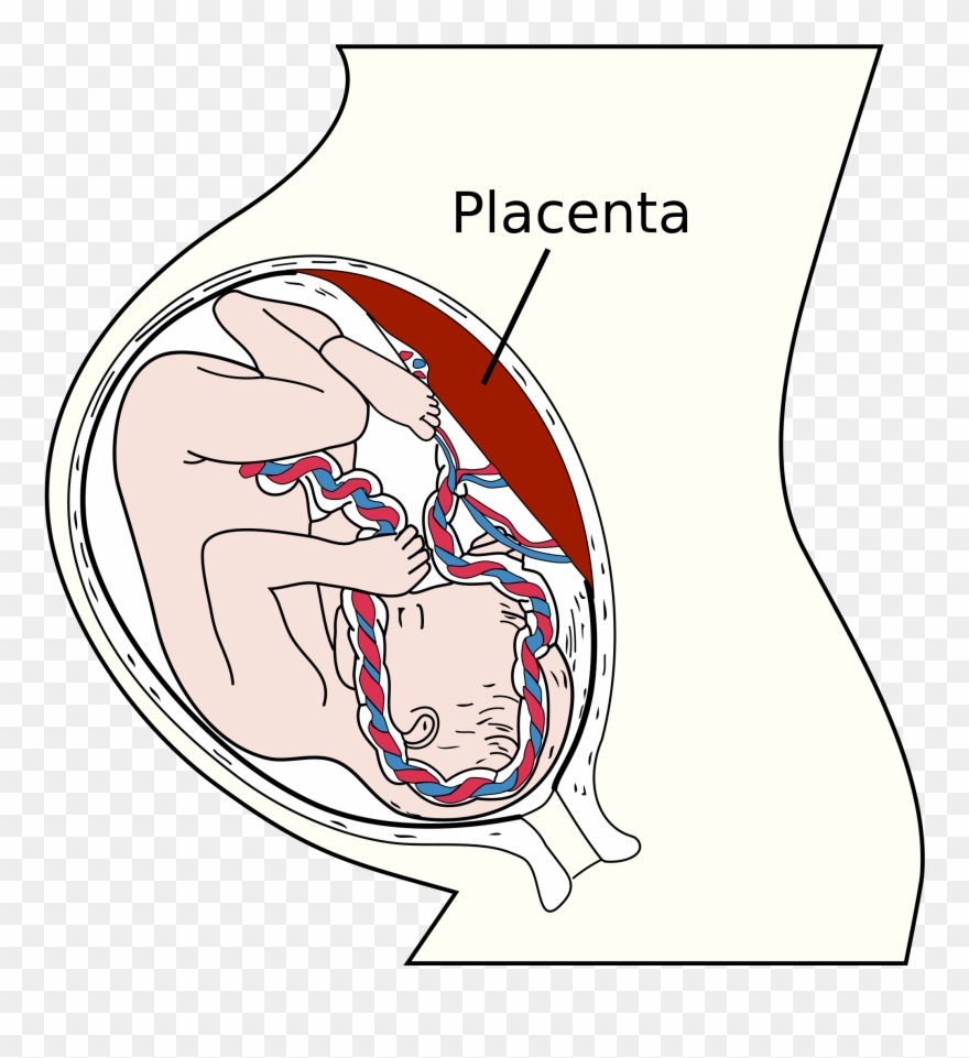 Placenta Anterior Upper Segment Grade 1 Maturity Clipart
