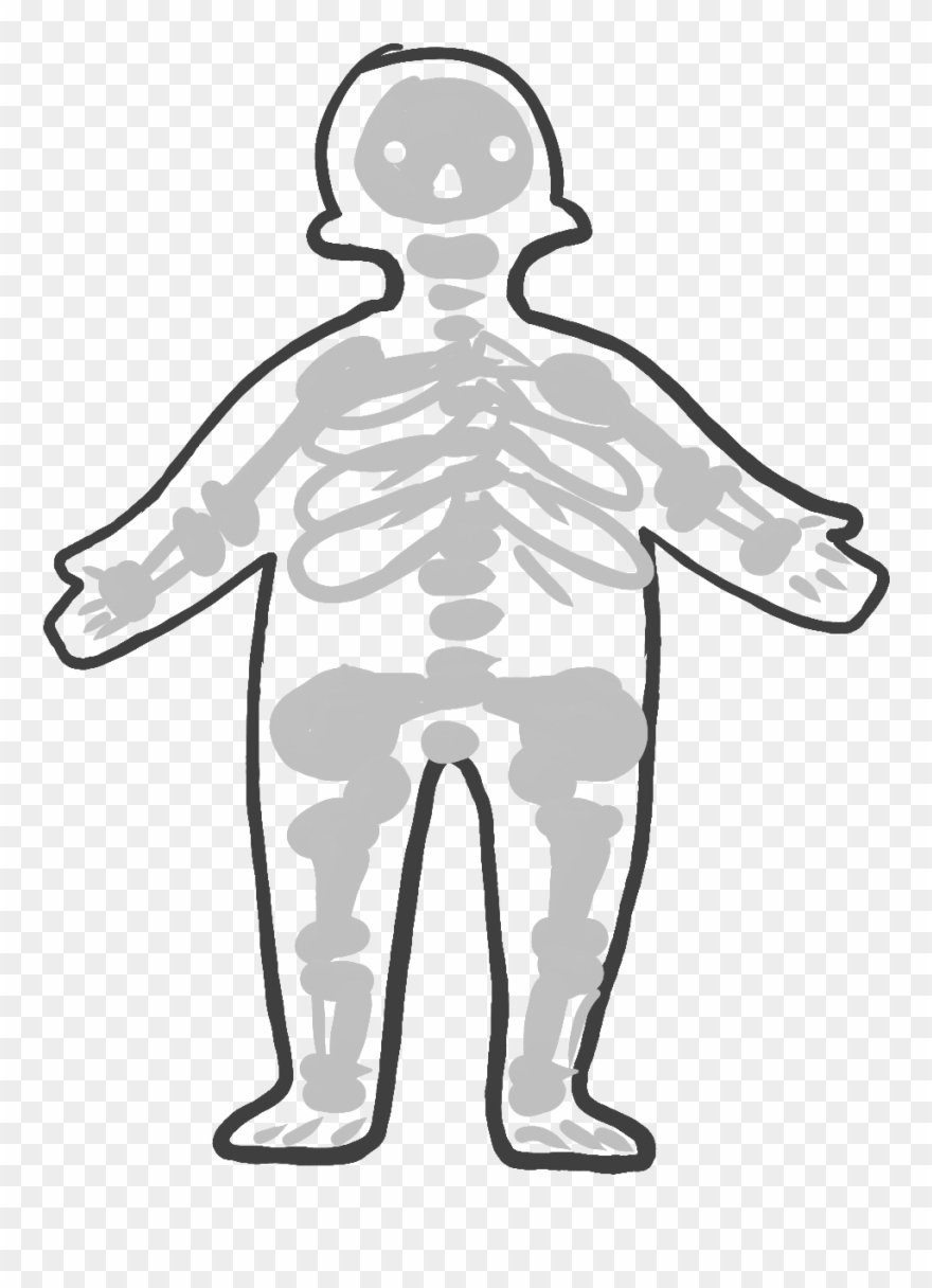 Skeletal System - Illustration Clipart