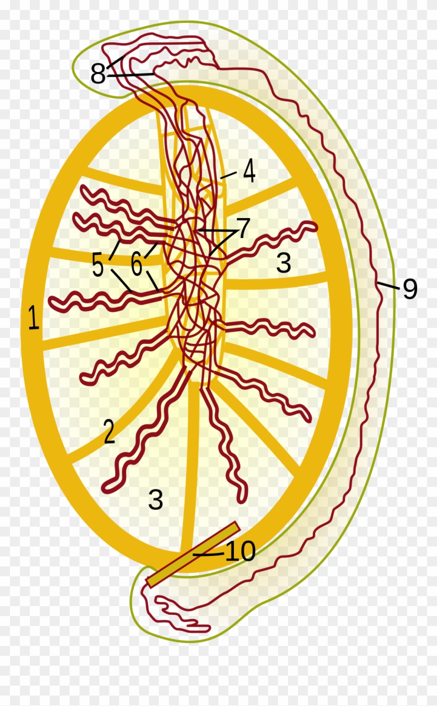 Mediastinum Testis Clipart