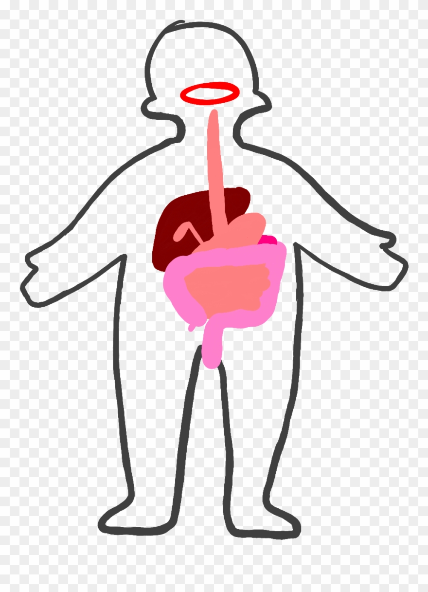 Digestive System - Illustration Clipart