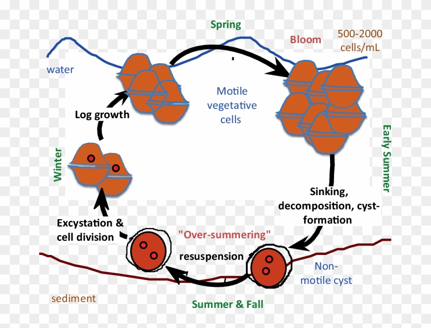 3 A Schematic Representation Of The Annual Cycle Of - Peridinium Life Cycle Clipart