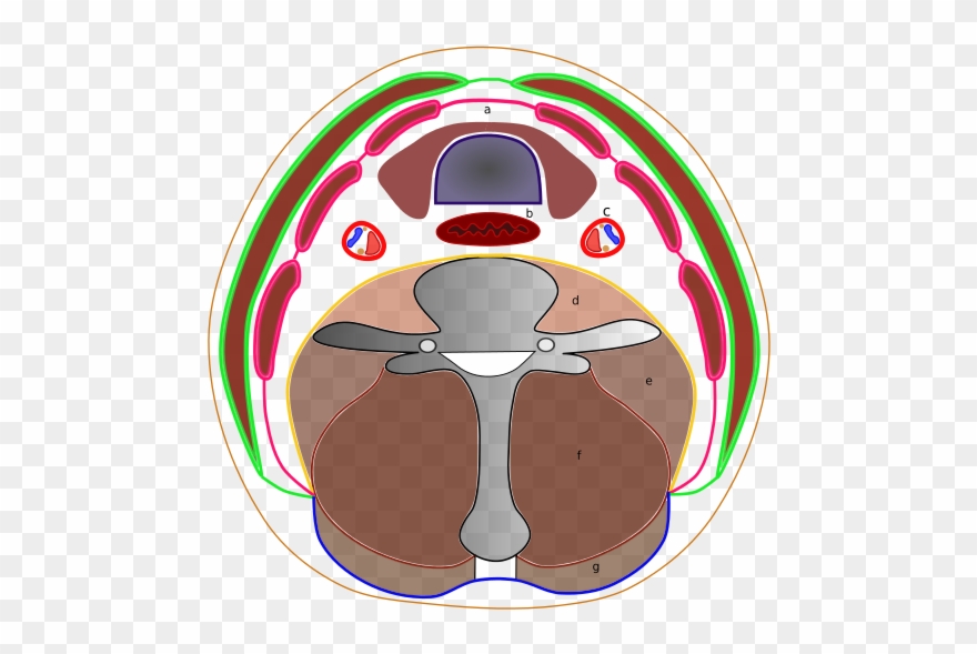 Lighter Clip Fascia - Deep Cervical Fascia - Png Download