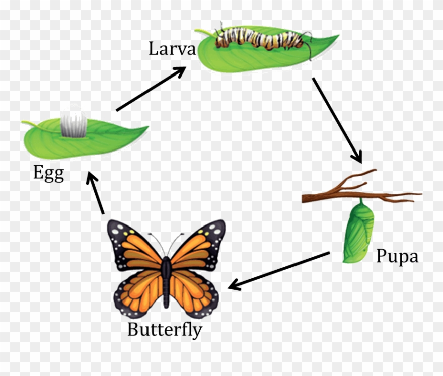 Nstse National Science Talent Search Exam Unified - Life Cycle Of Butterfly For Class 4 Clipart