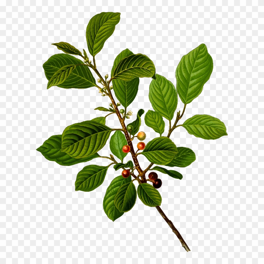 Medium Image - Gardener's Companion To Medicinal Plants An Az Clipart