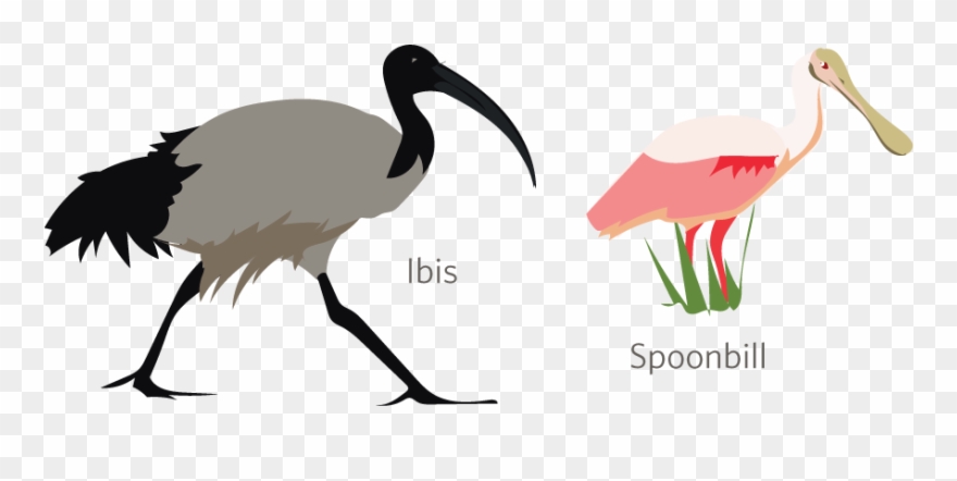 Ibises And Spoonbills - Ibis Clipart
