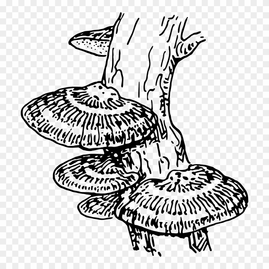 Medium Image - Fungus Drawing Clipart