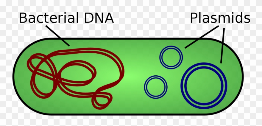 Plasmid Dna Clipart