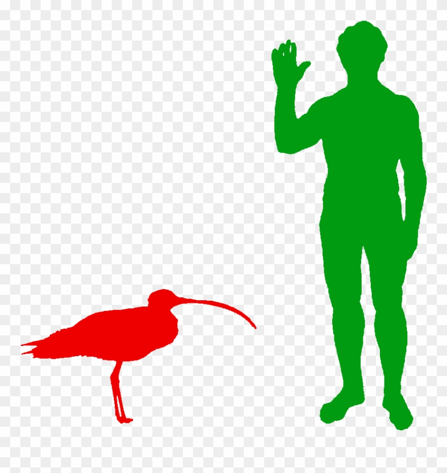 The Far Eastern Curlew Is The World's Biggest Wader - Microraptor And Human Clipart
