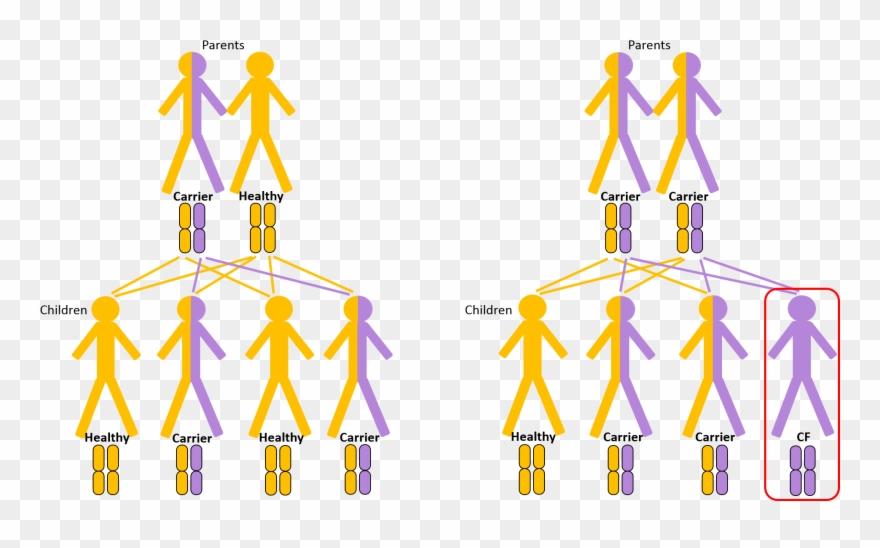 A Defect Cftr Gene Results In Absent Or Faulty Cftr, Clipart