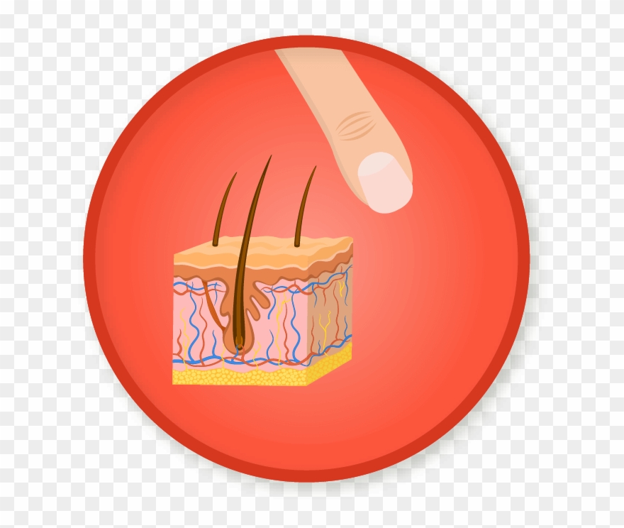 Picture Free Skin Clipart Integumentary System - Integumentary System Transparent - Png Download