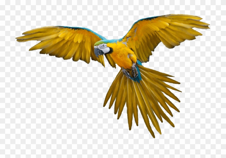 Report Abuse - Flying Bird Png Clipart