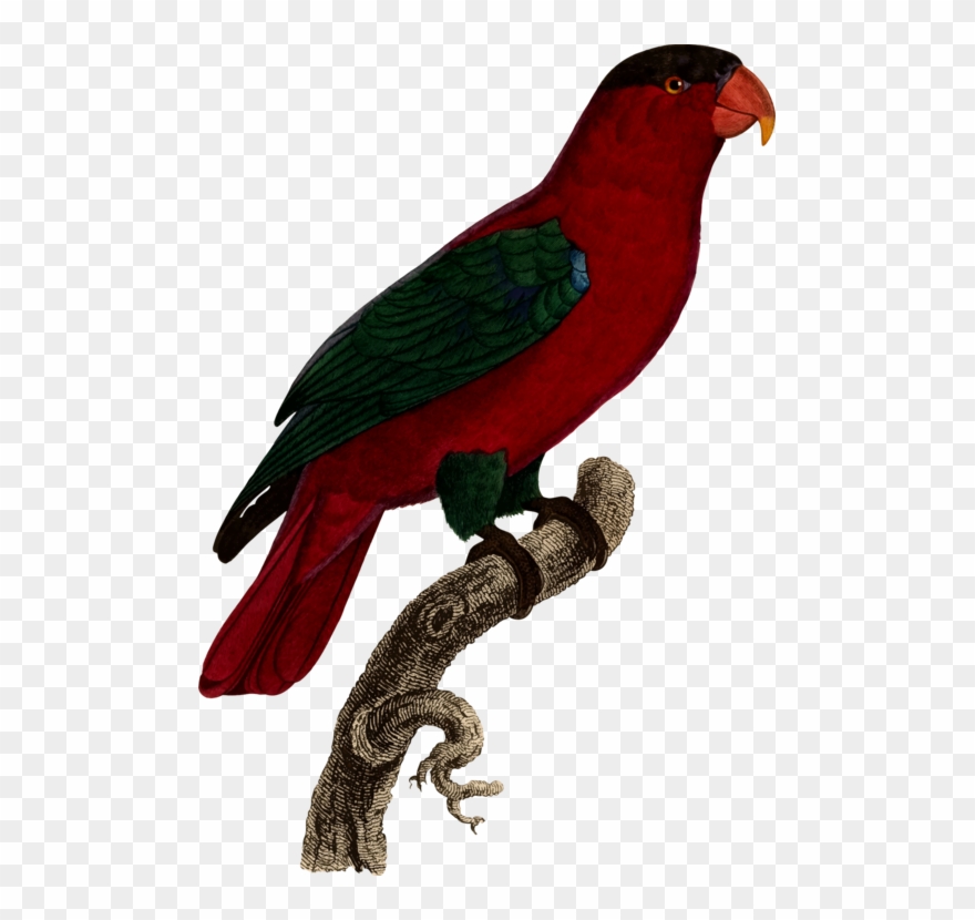 All Photo Png Clipart - Giclee Painting: Barraband's Parrot: Lory Or Collared, Transparent Png